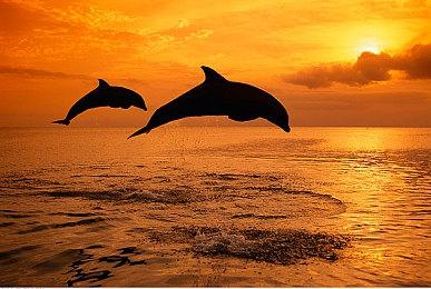 《遗忘之城》发行商Plug In Digital再获7.5千万美金融资